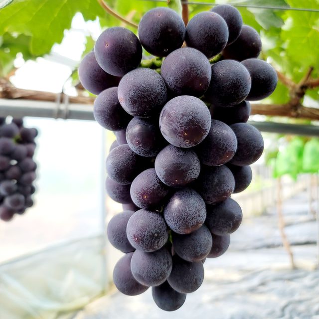 프리미엄 거봉포도 2kg (3수) 무료배송 사진4