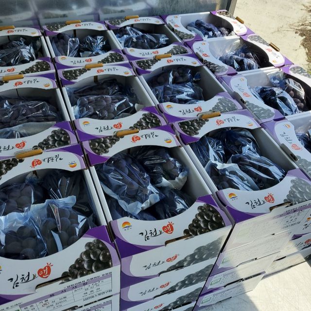 프리미엄 거봉포도 2kg (3수) 무료배송 사진9