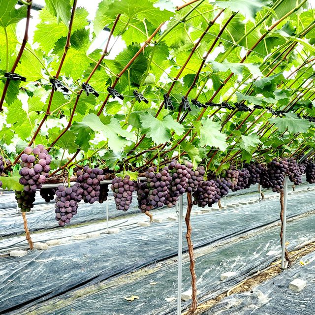 프리미엄 거봉포도 2kg (3수) 무료배송 사진6