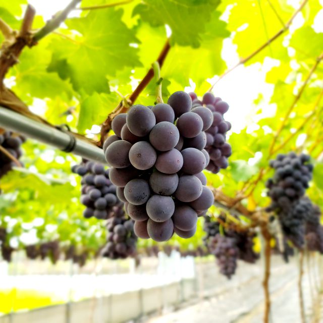 프리미엄 거봉포도 2kg (3수) 무료배송 사진3