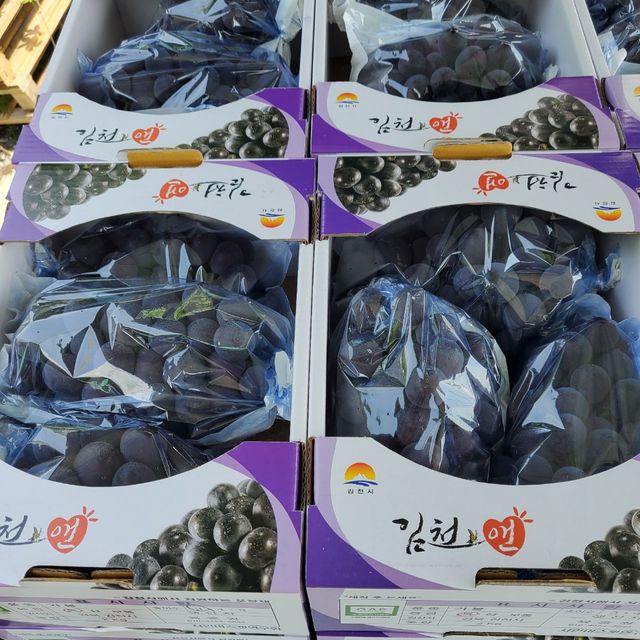 프리미엄 거봉포도 2kg (3수) 무료배송 사진8