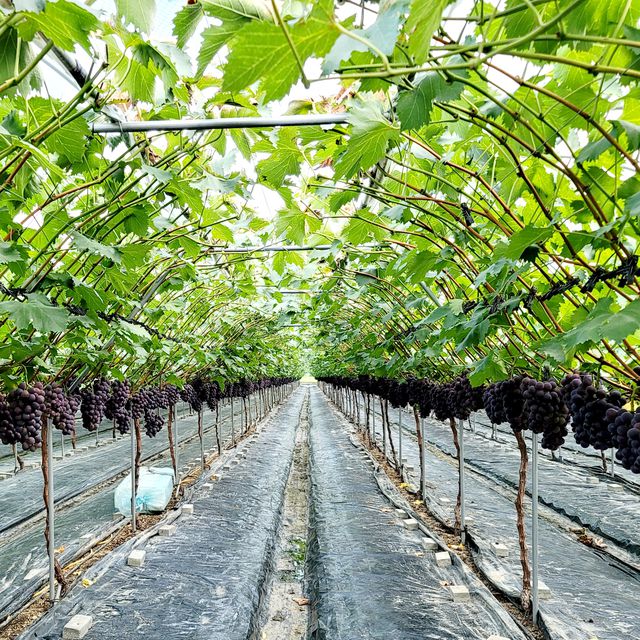 프리미엄 거봉포도 2kg (3수) 무료배송 사진7