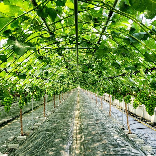 프리미엄 샤인머스캣 2kg (2~3수) 무료배송 사진7