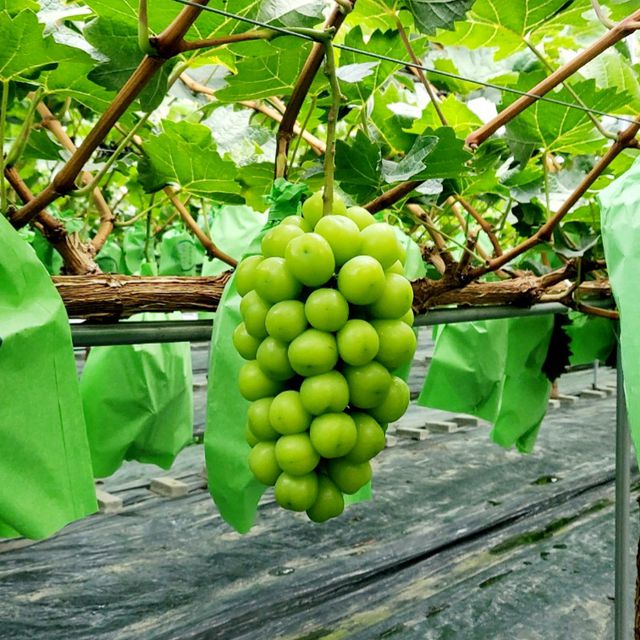 프리미엄 샤인머스캣 2kg (2~3수) 무료배송 사진5
