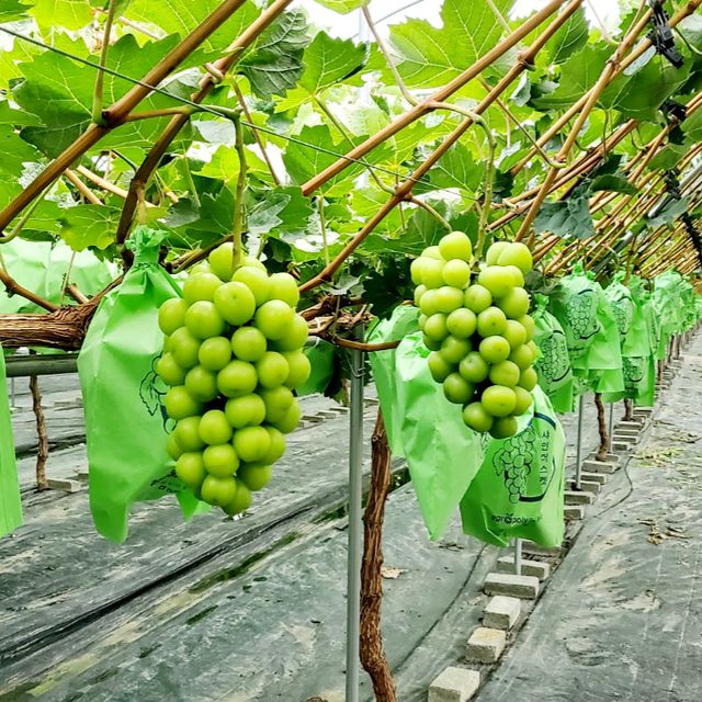 프리미엄 샤인머스캣 2kg (2~3수) 무료배송 사진6