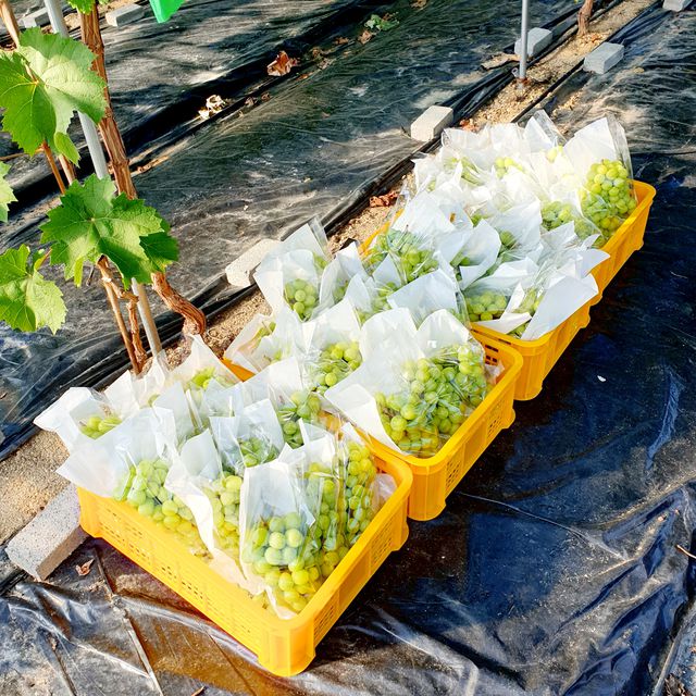 프리미엄 샤인머스캣 2kg (2~3수) 무료배송 사진4