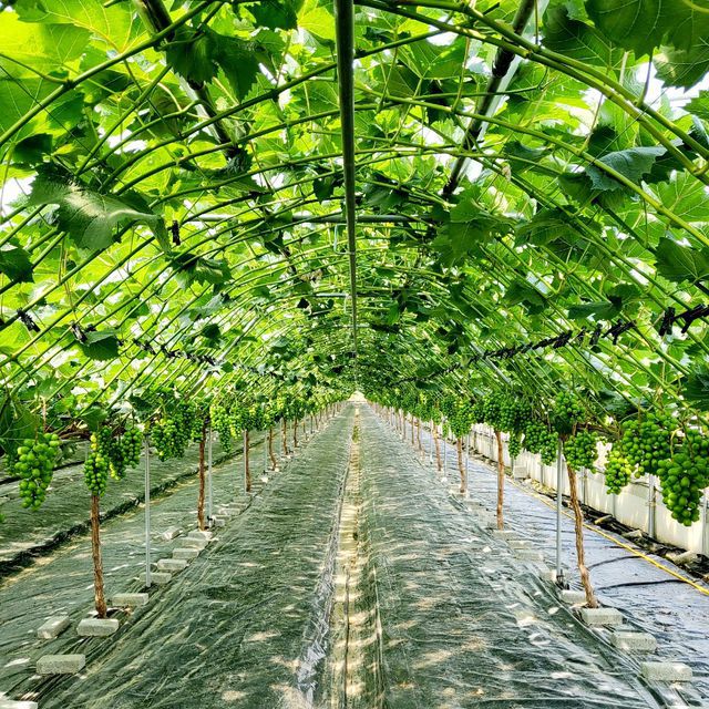 프리미엄 샤인머스캣 4kg (4~5수) 무료배송 사진7