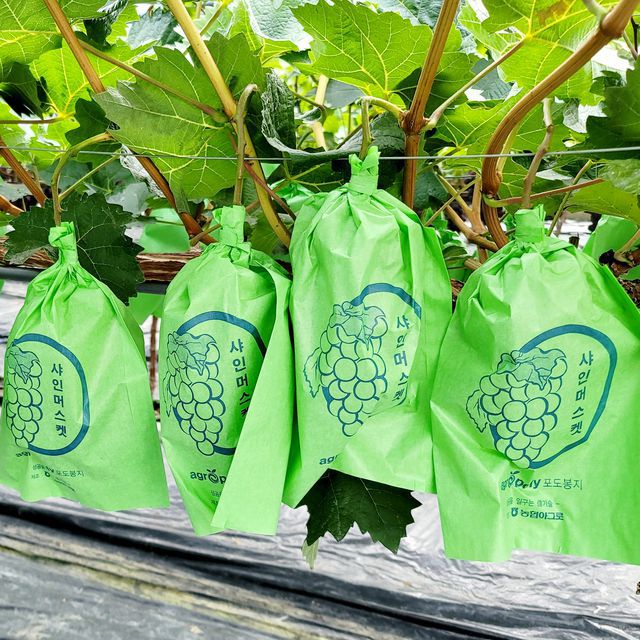 프리미엄 샤인머스캣 4kg (4~5수) 무료배송 사진8