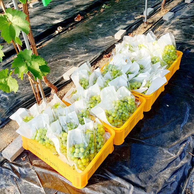 프리미엄 샤인머스캣 4kg (4~5수) 무료배송 사진4